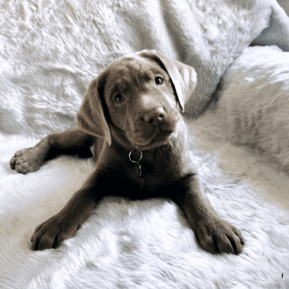 PupProtector™ Summer Short Fur Waterproof Throw Blanket - Polar White