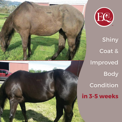 ExcelEQ Equine Wellness Supplement