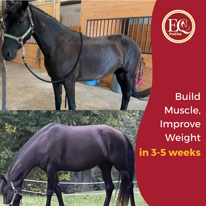 ExcelEQ ProElite Equine Performance Supplement