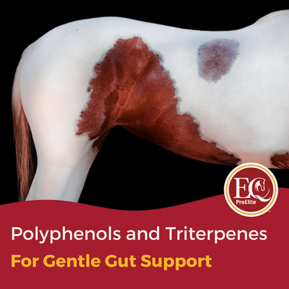 ExcelEQ ProElite Equine Performance Supplement