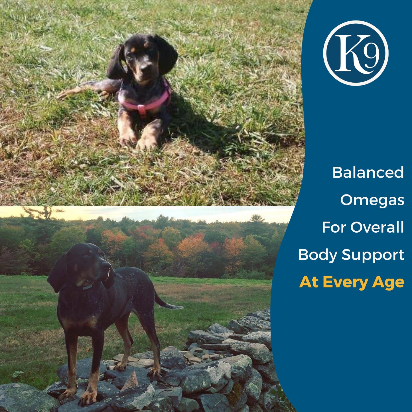 ExcelK9™ - Natural Joint Support for Dogs