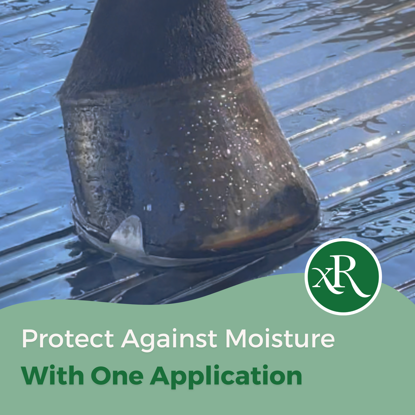 ExcelShine Hoof Oil